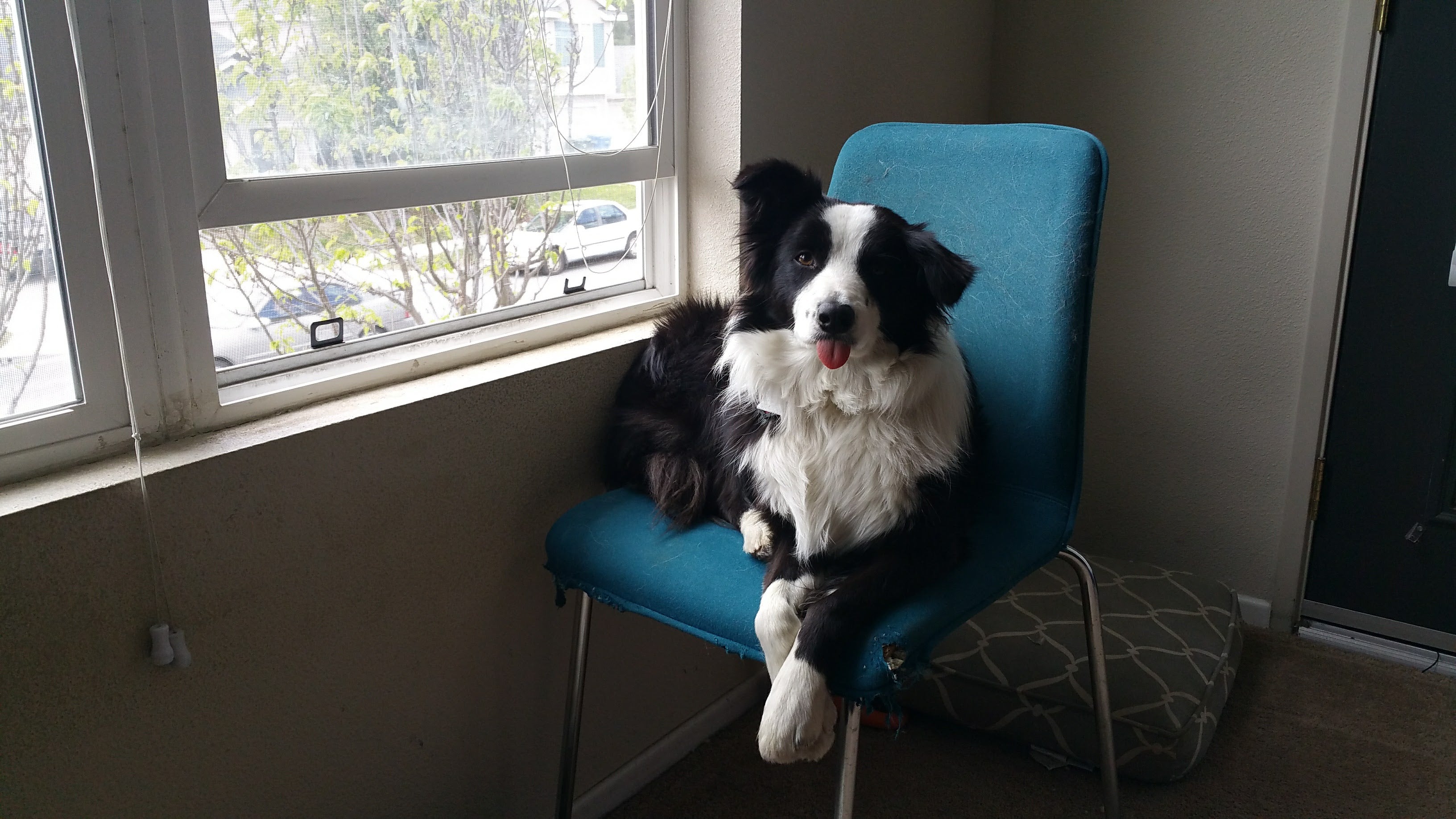 dog on chair