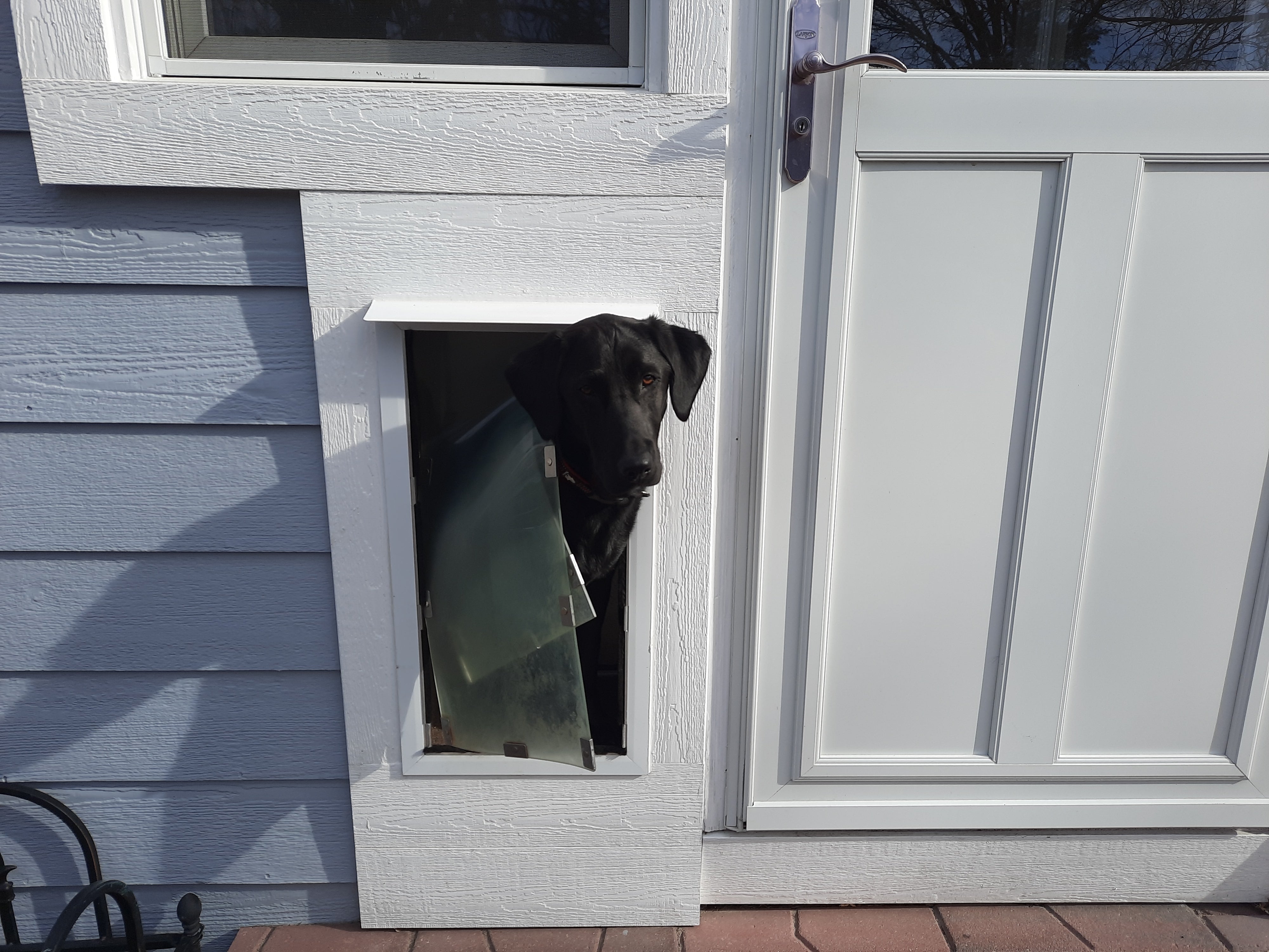 dog using wall entry pet door