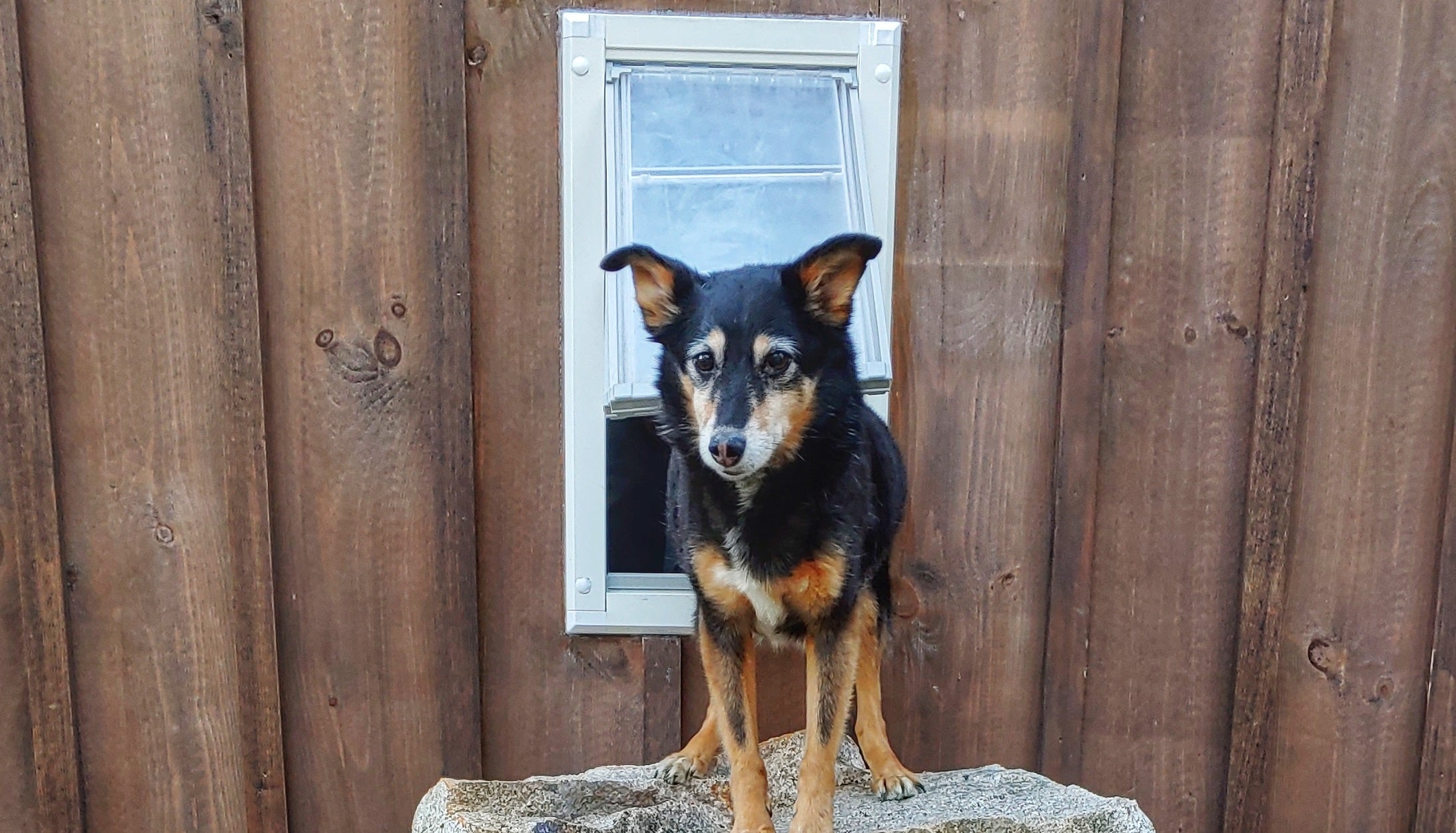 dog with pointed ears standing in endura flap pet door for walls