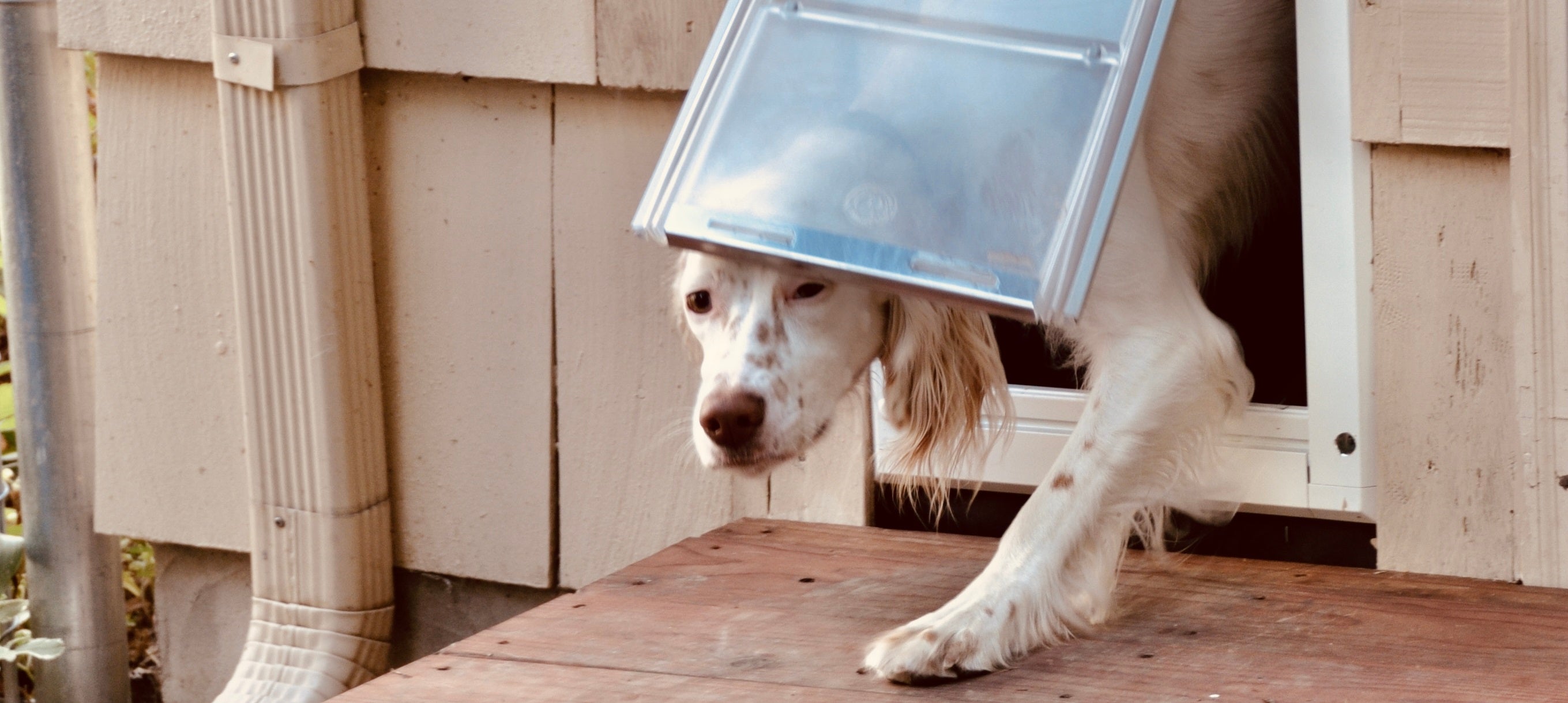 dog using pet door