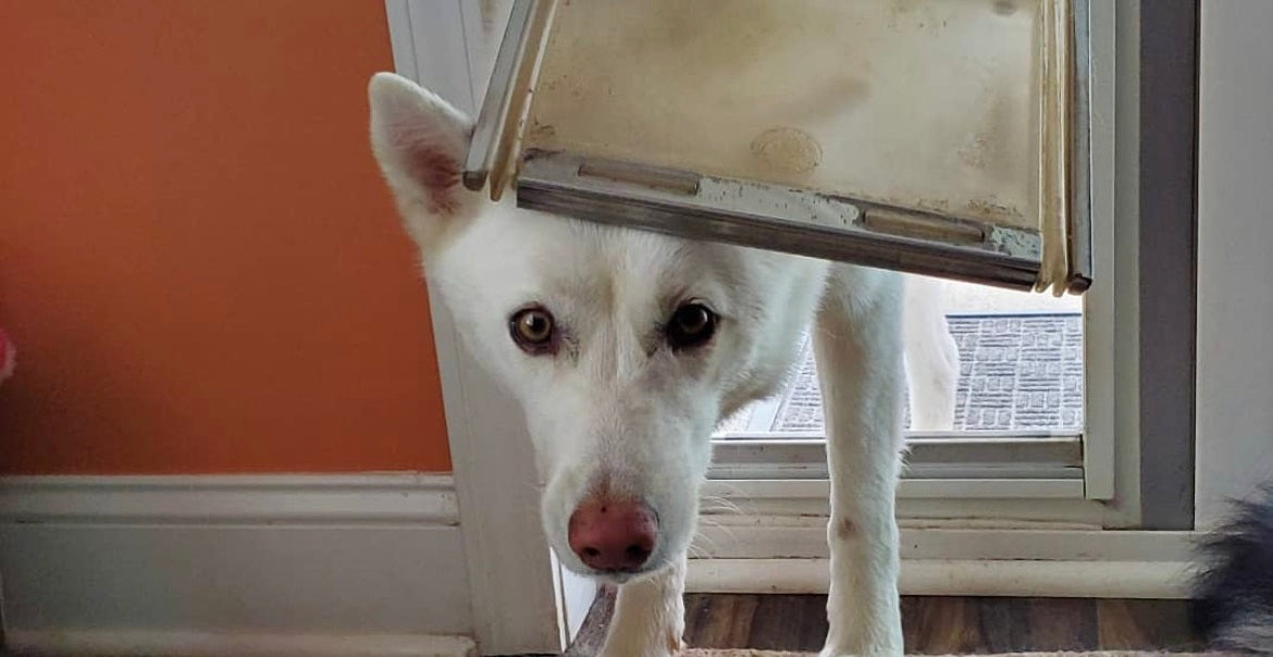 dog peering through pet door