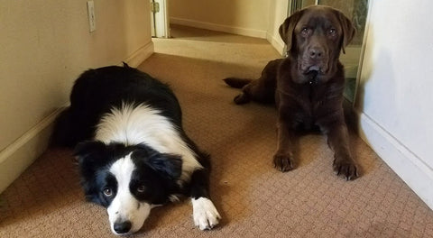 Border Collie and Lab lying down looking at camera - dog size based on paws