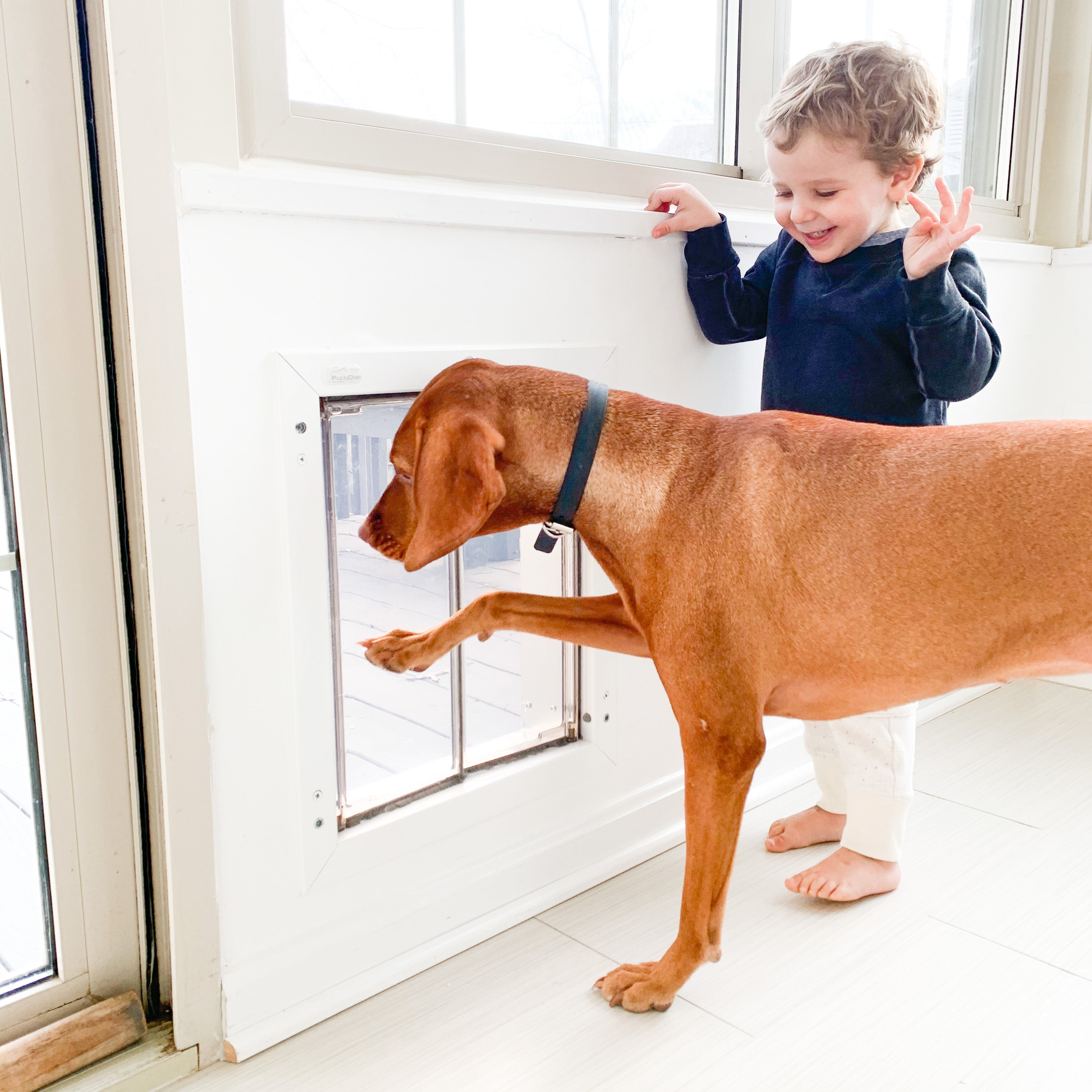 Kid guiding dog through the Hale Pet Door for Walls