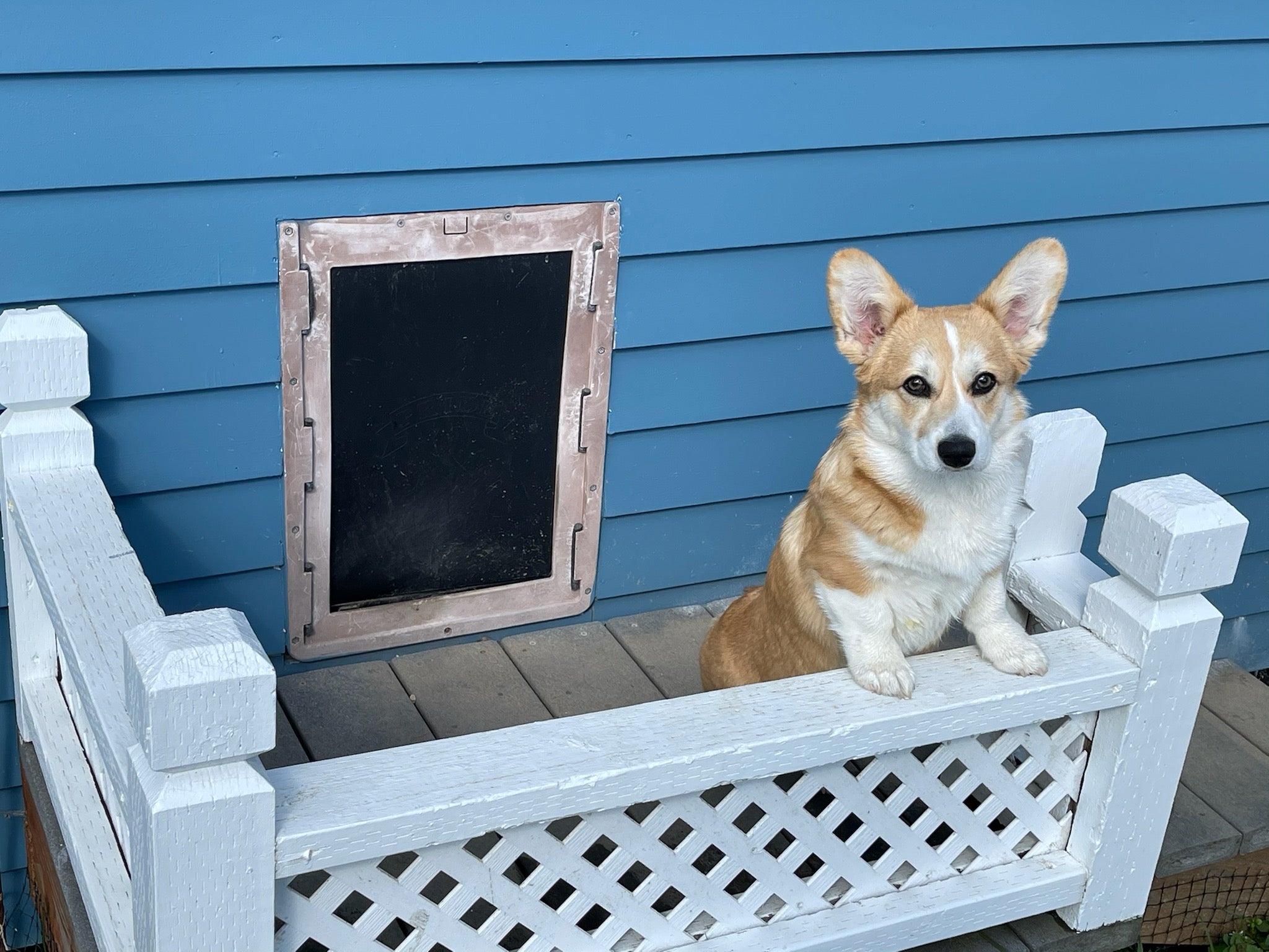 corgie posing by the pride pet door flap