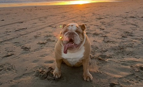 bull dog sitting on a beach at sunset