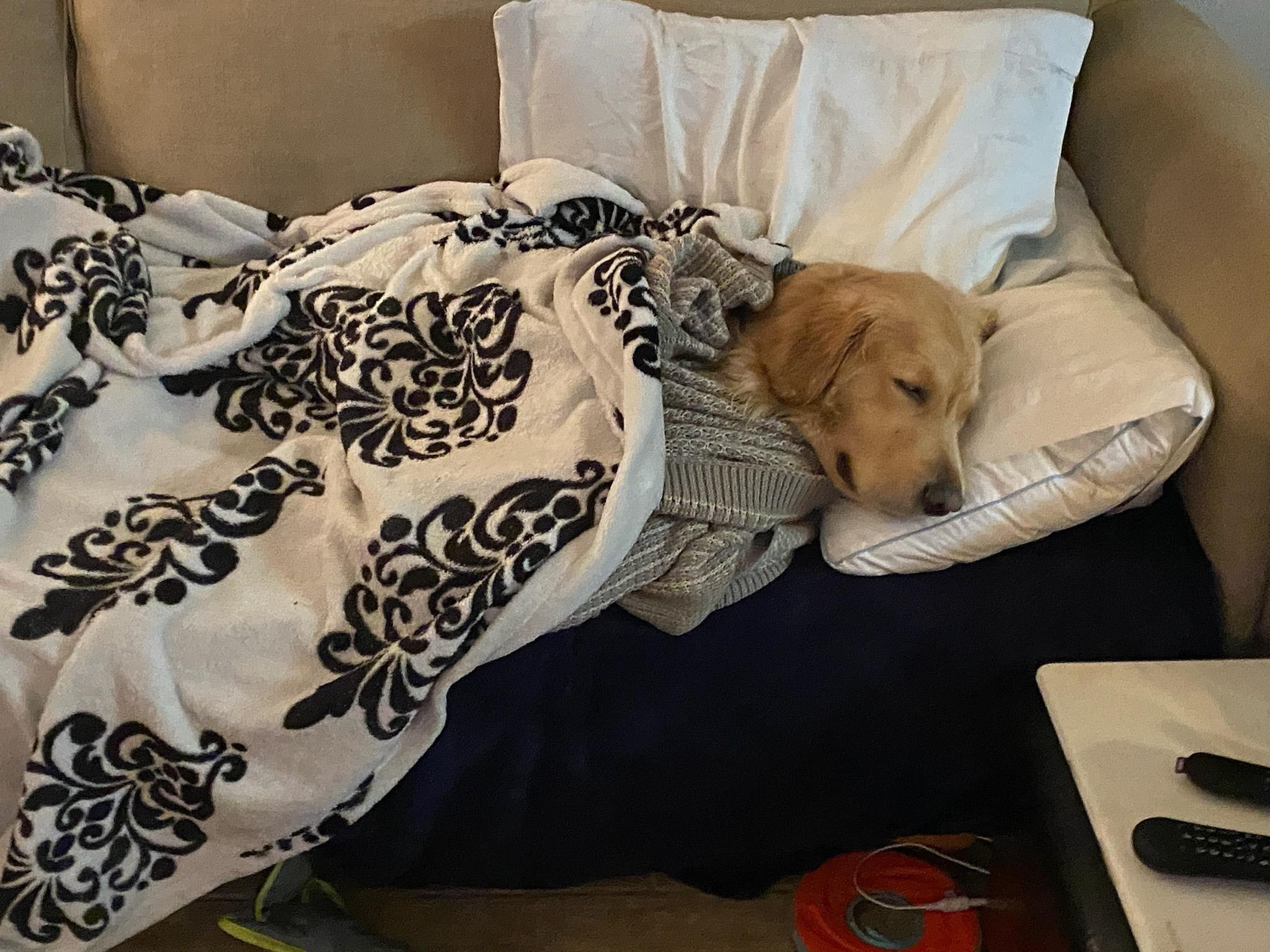 dog sleeping on couch, swaddled in blankets