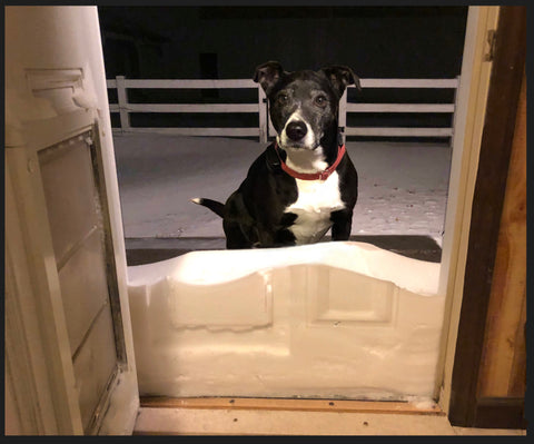 dog using endura flap pet door in the winter