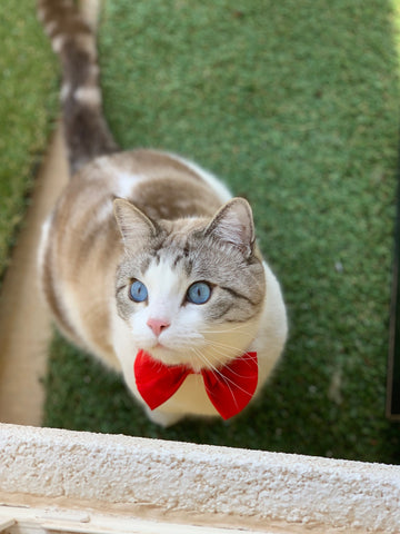 cat with a bow tie 