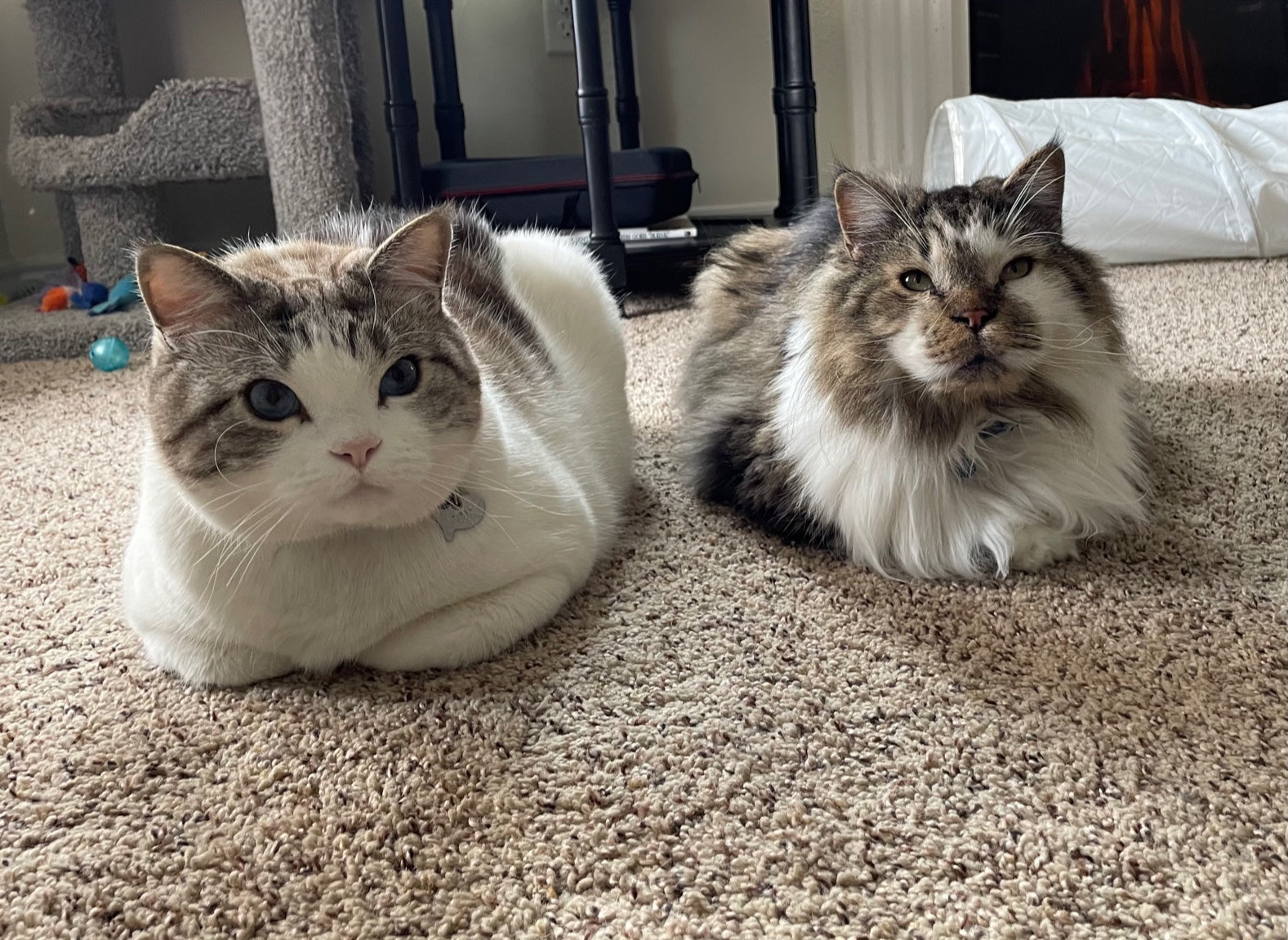 two cats sitting on the ground