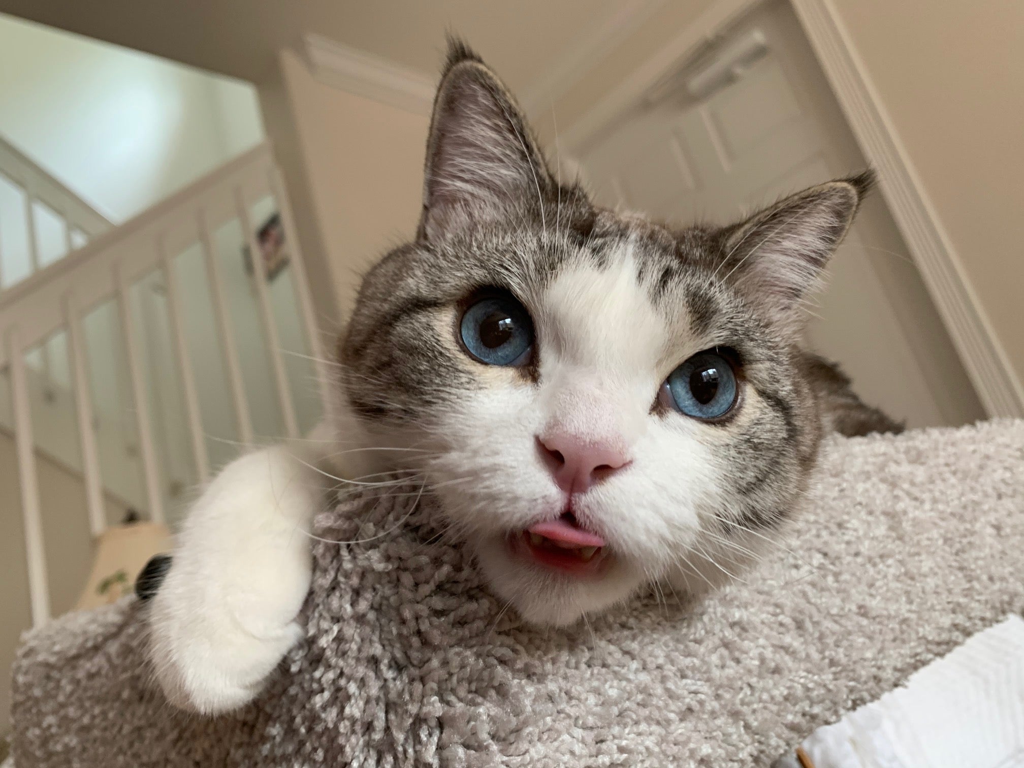 beautiful cat sticking tongue out at camera