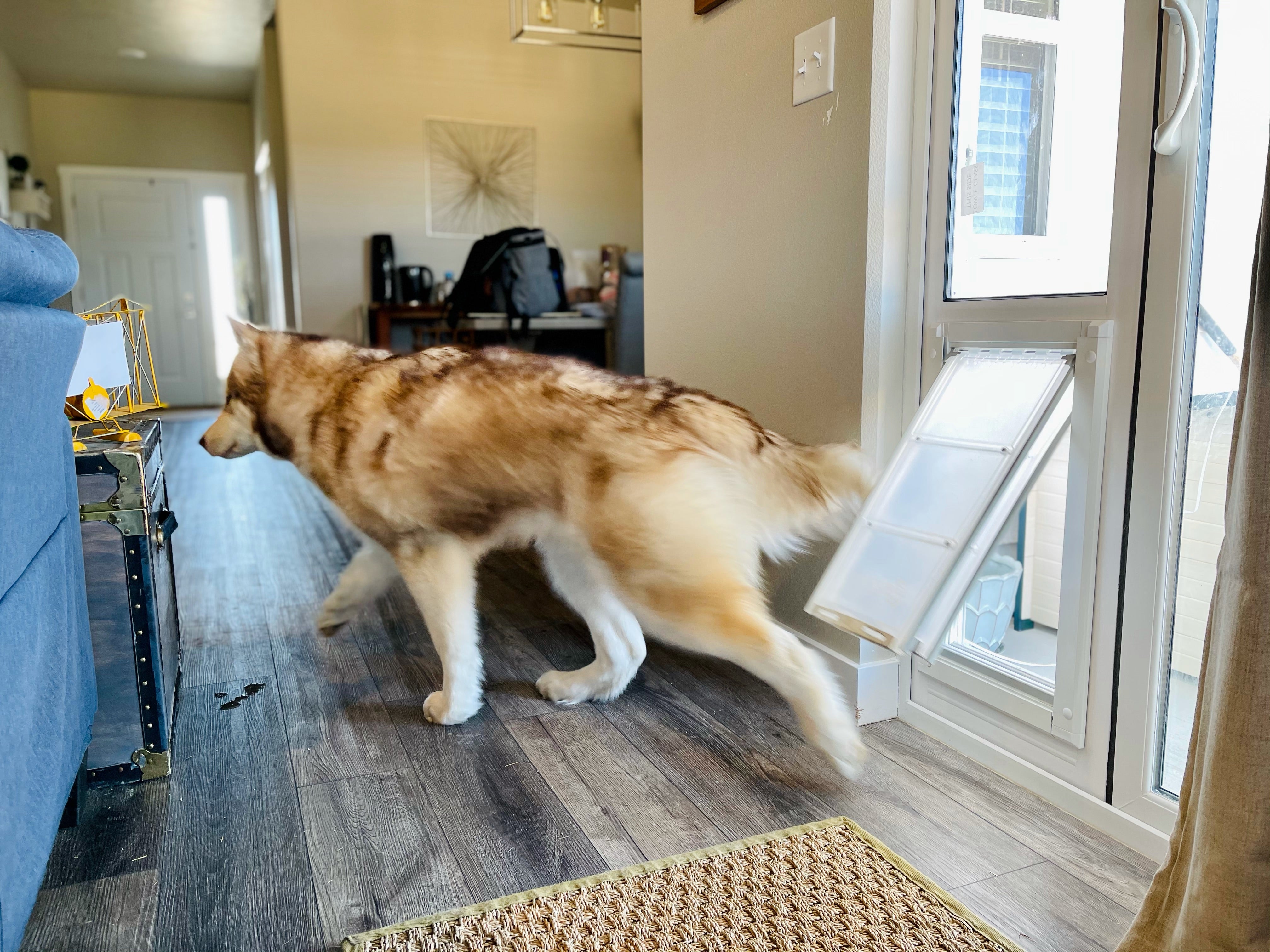 dog using a sliding glass door doggie door