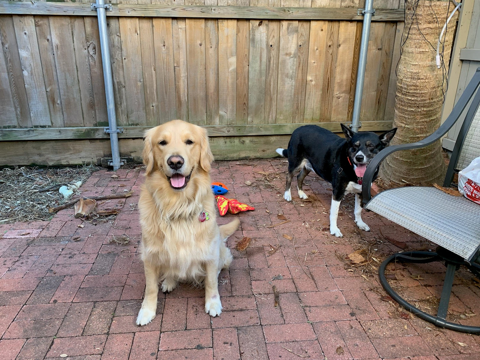 Two dogs standing on an outdoor patio