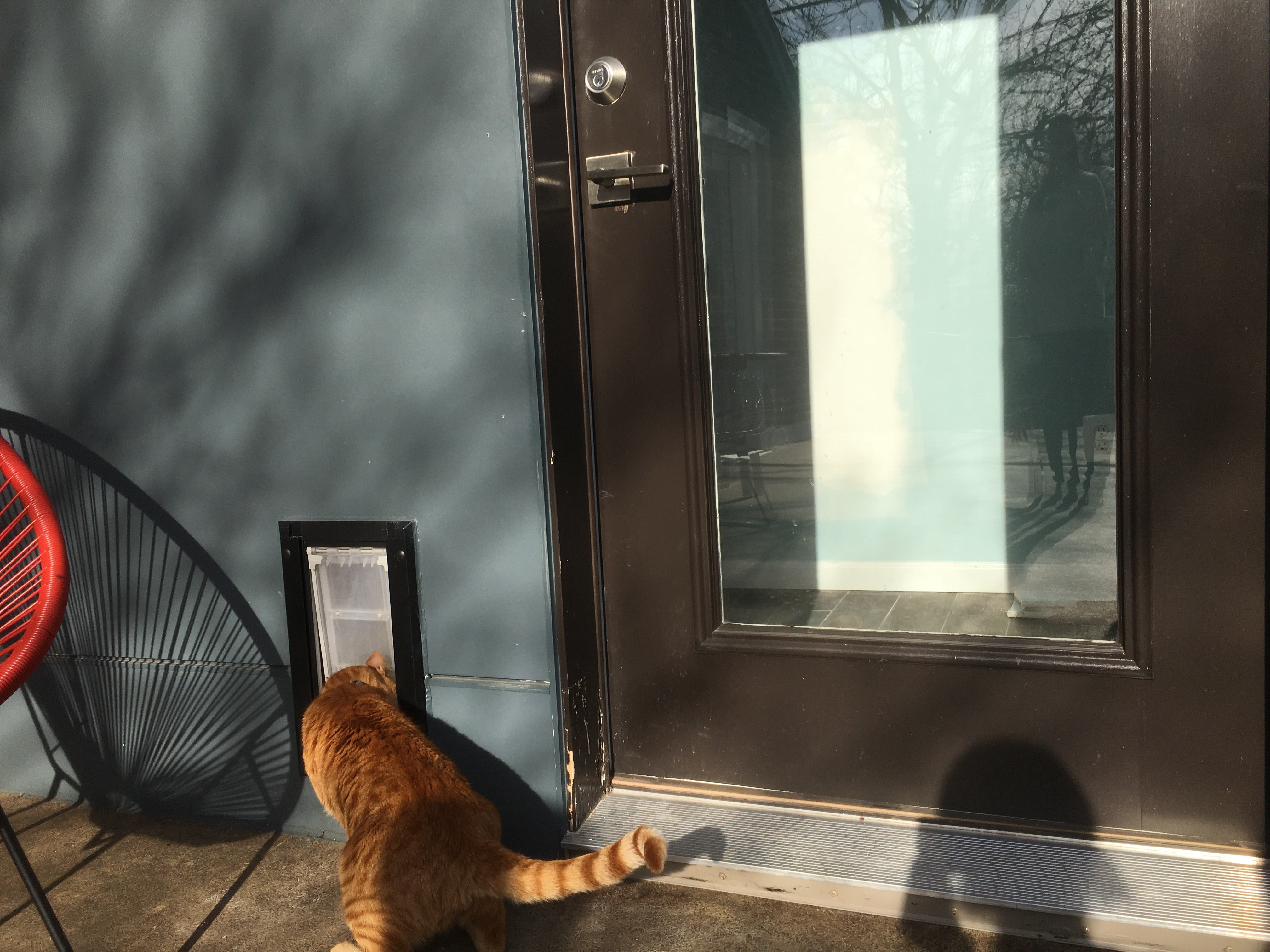 cat entering home through an endura flap pet door for walls