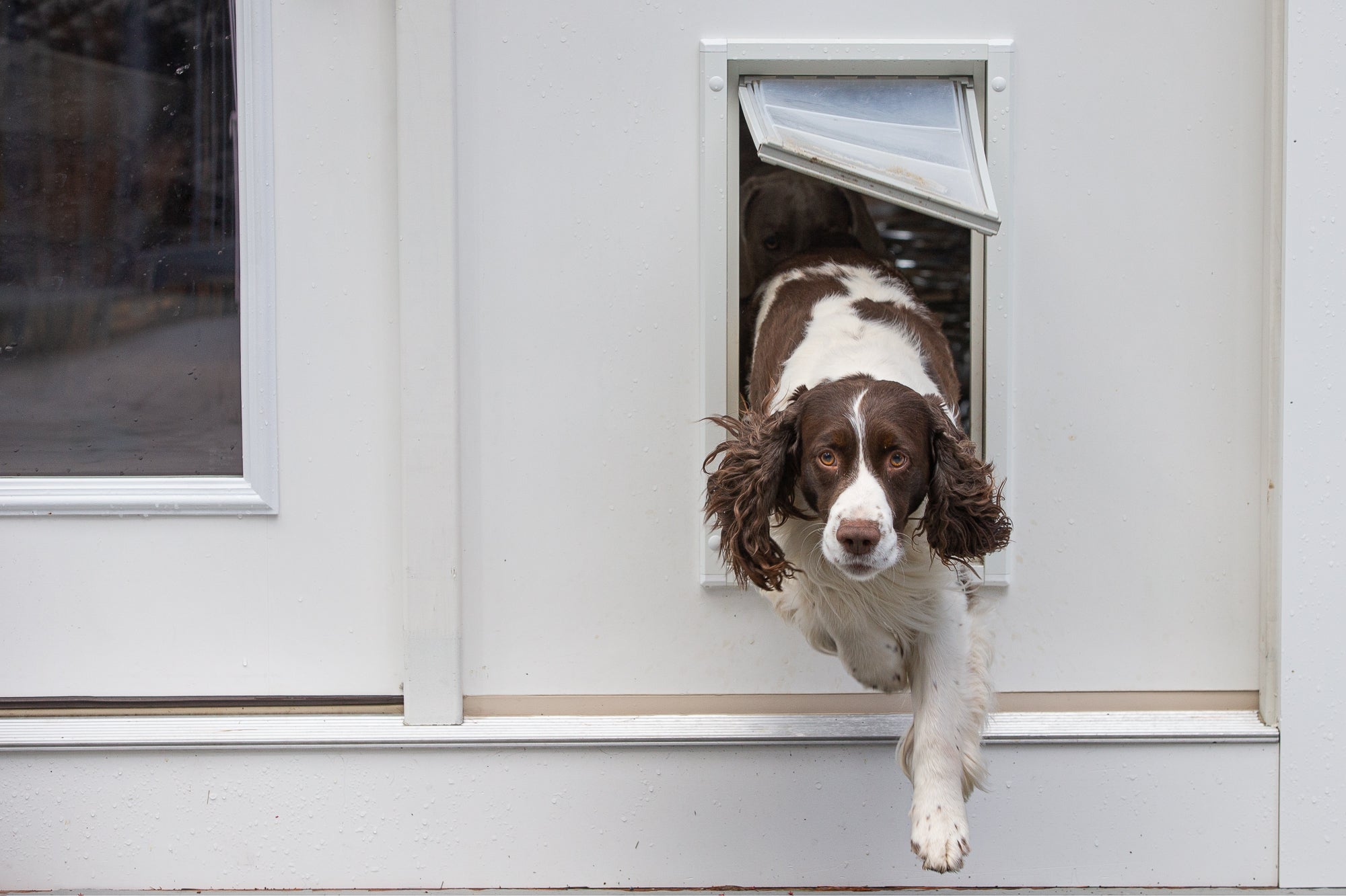 dog running through an endura flap pet door for doors