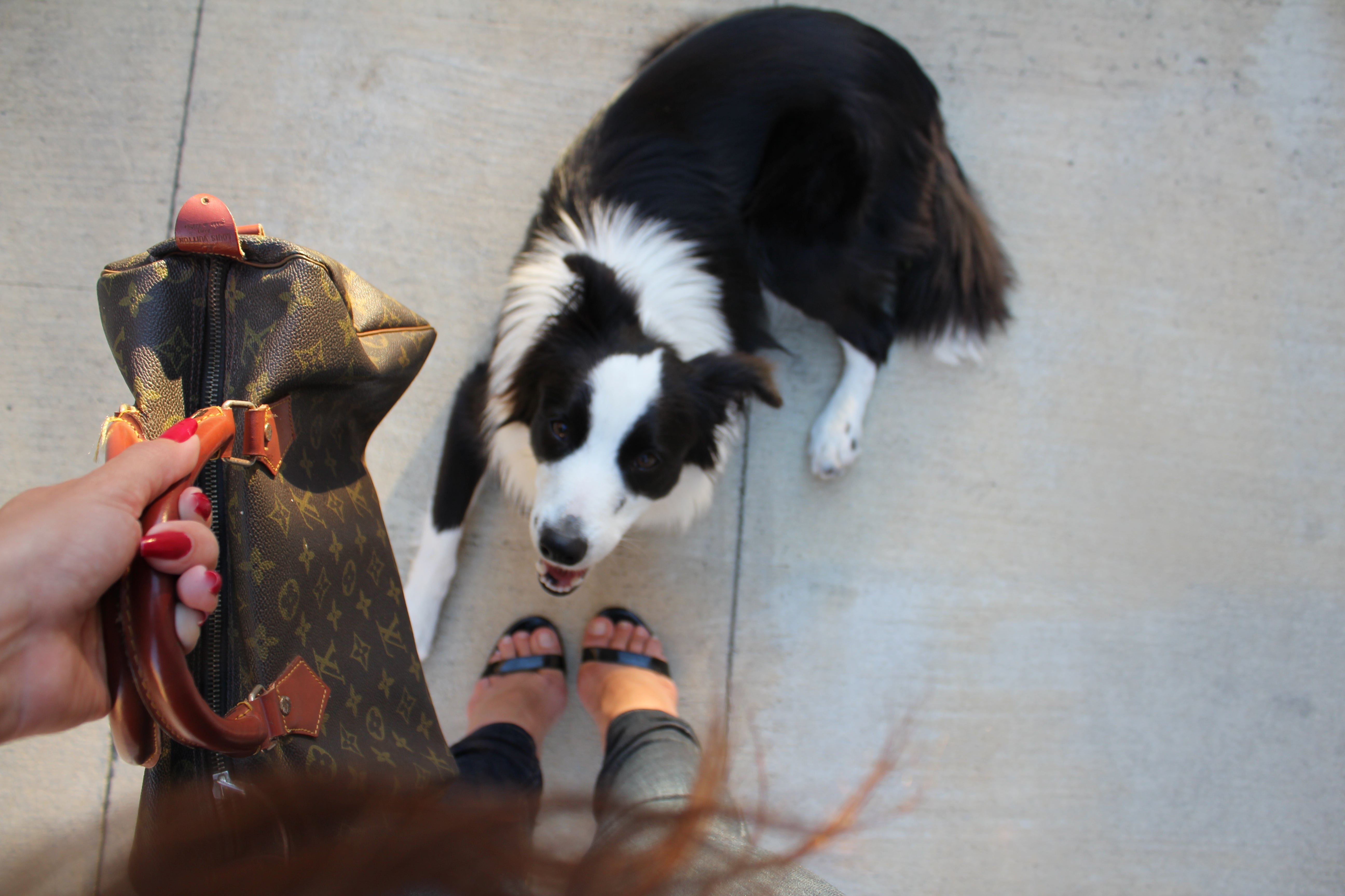 woman holding a purse and looking down at a dog