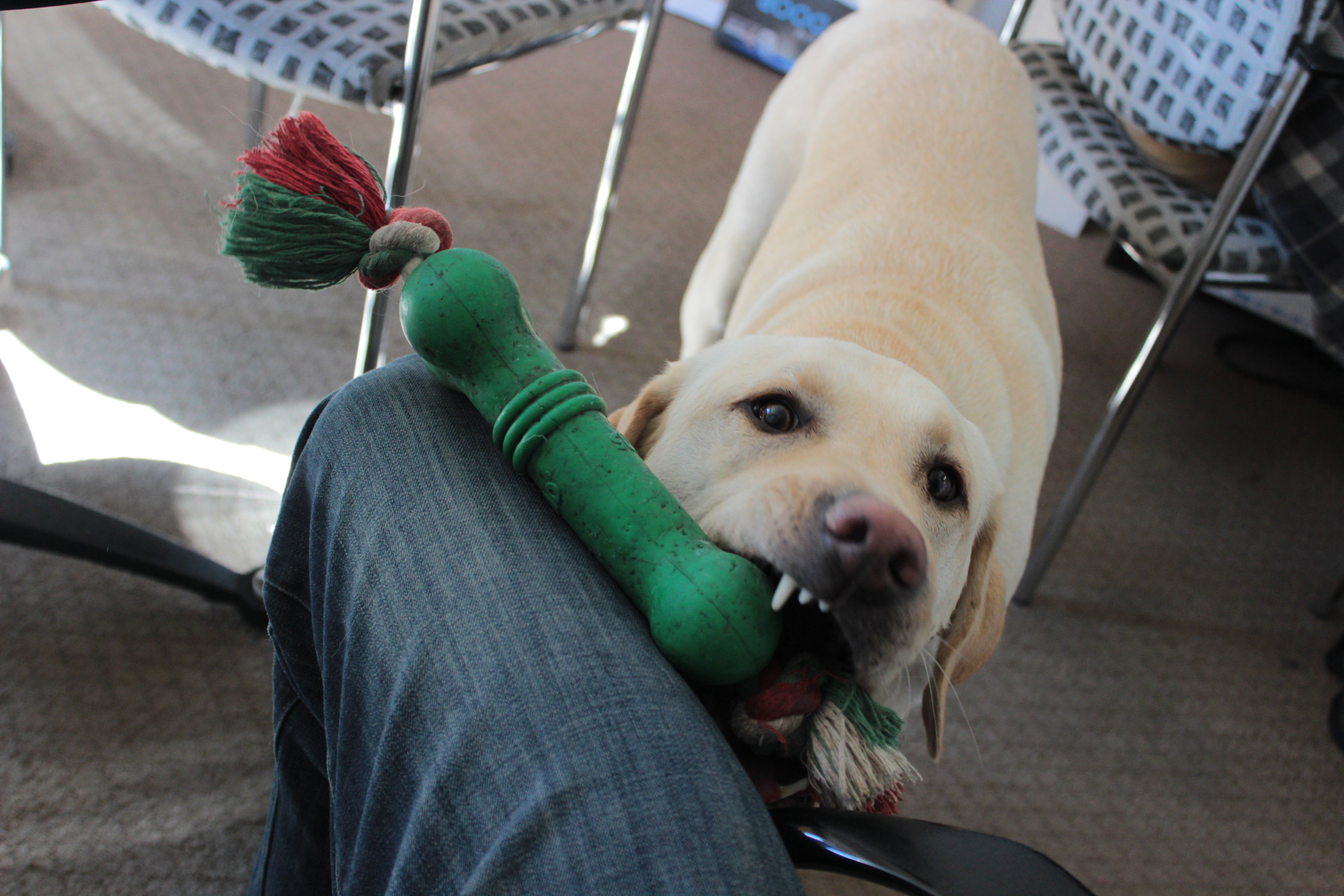 dog chewing on toy