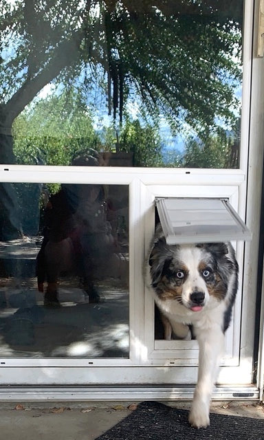 dog using endura flap in the glass pet door