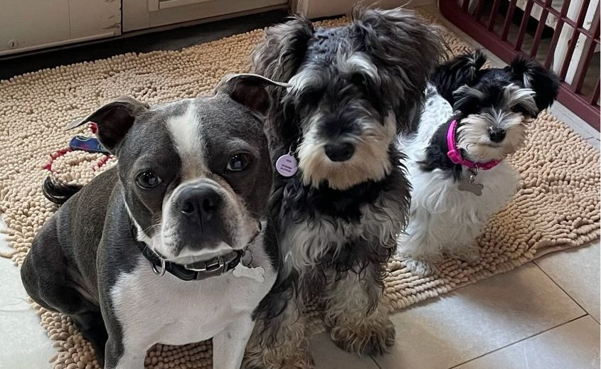 three dogs with different types of coats