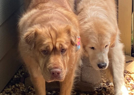 two dogs going through a pet door