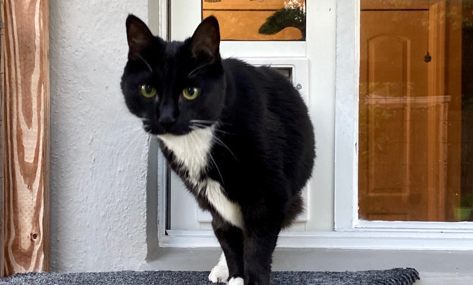 cat using window cat door