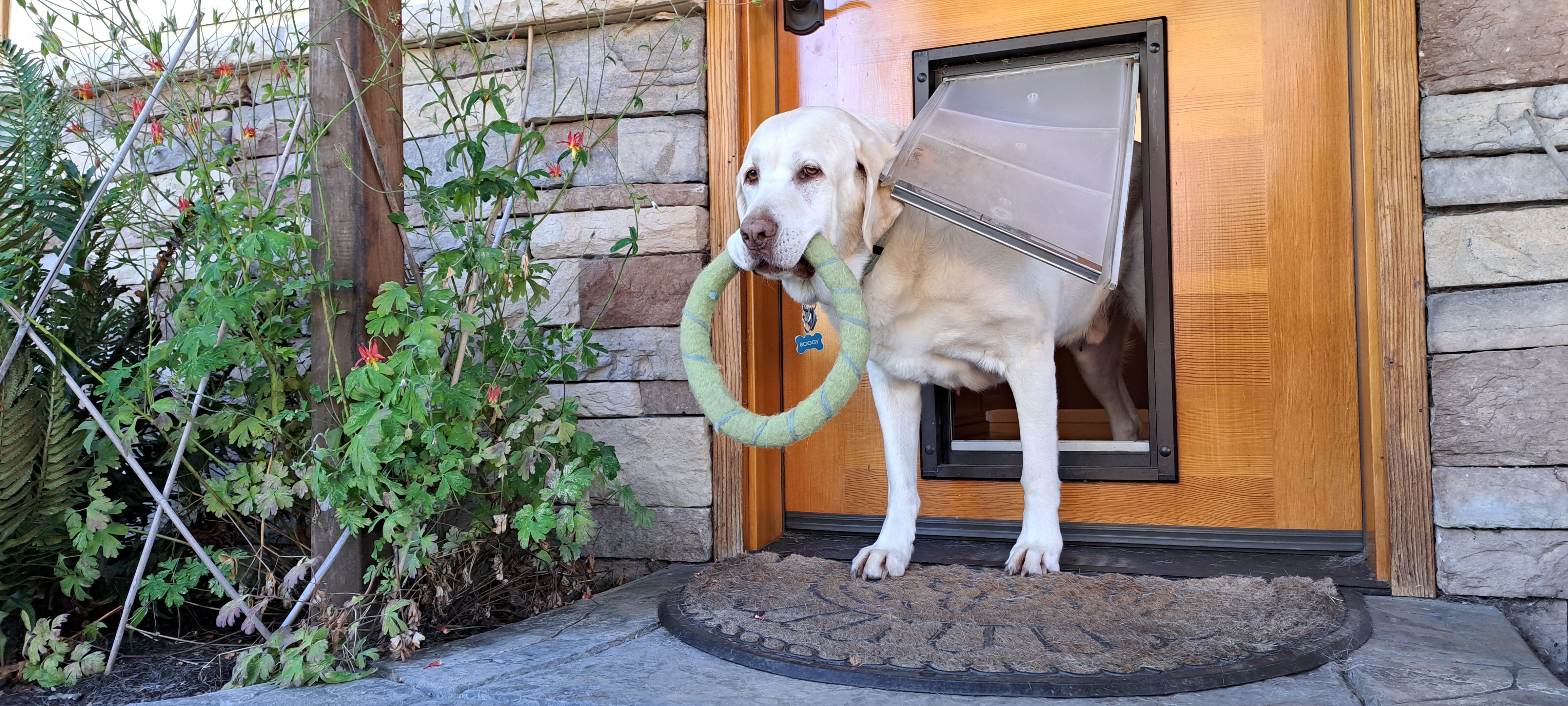 dog carrying pet toy through endura flap dog door