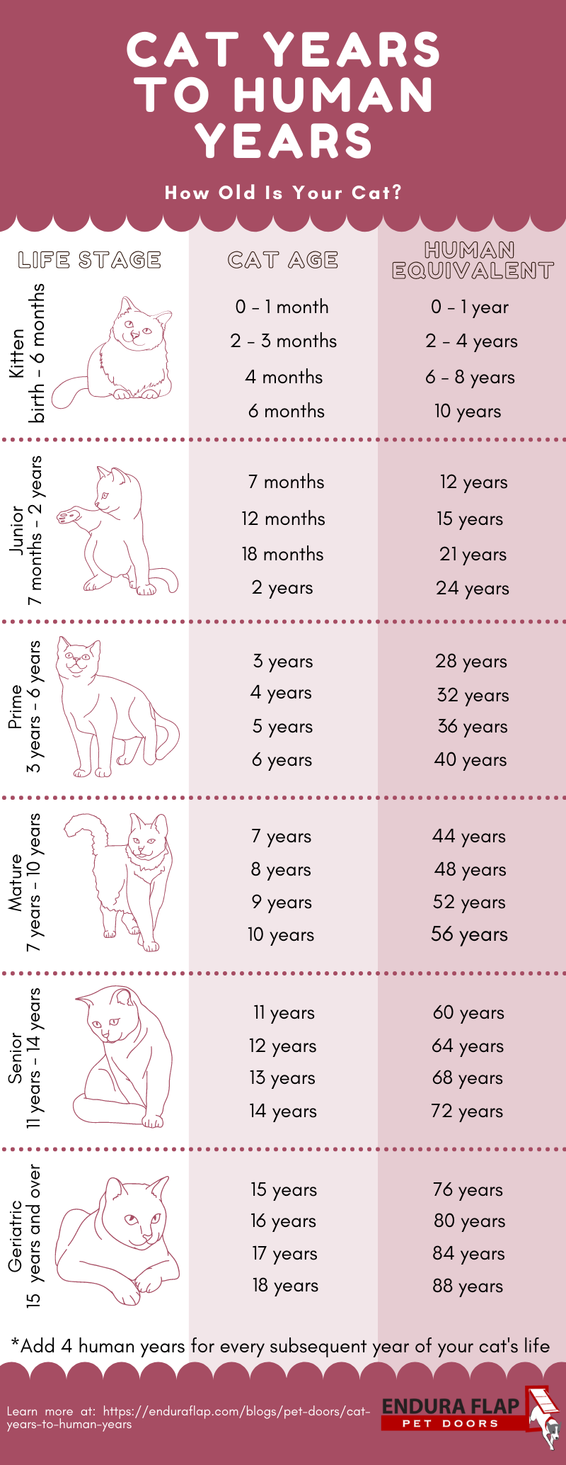 What is 1 in cat years?