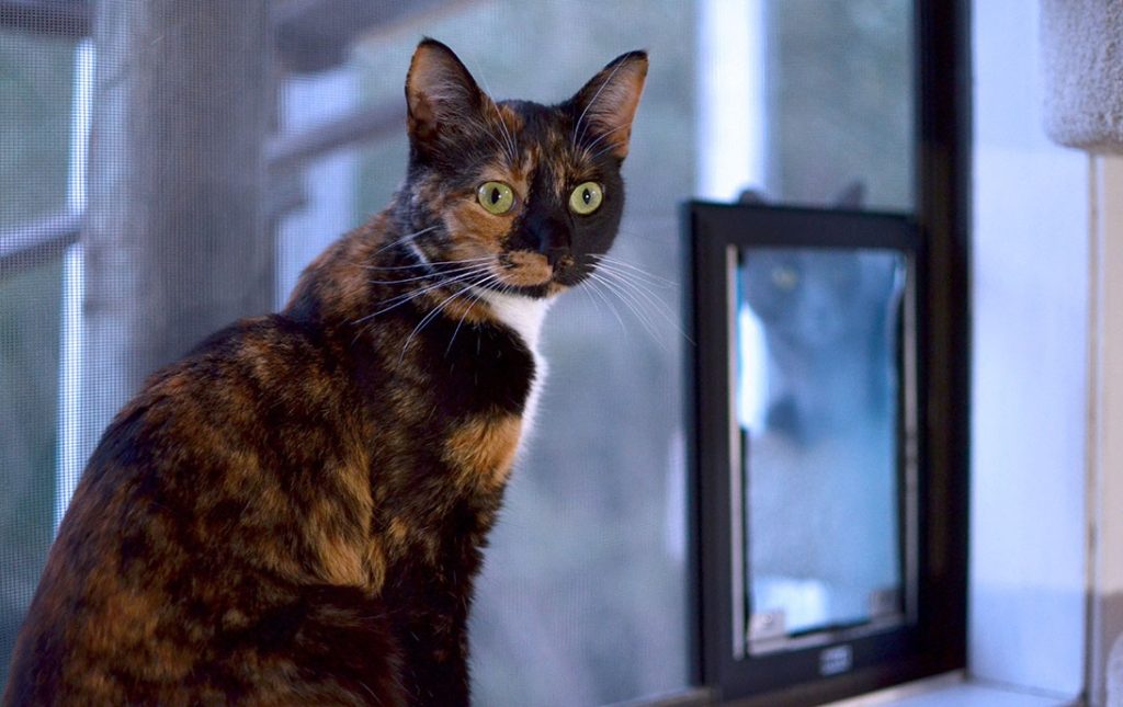 A calico cat sitting in front of a Hale Pet Door for screens
