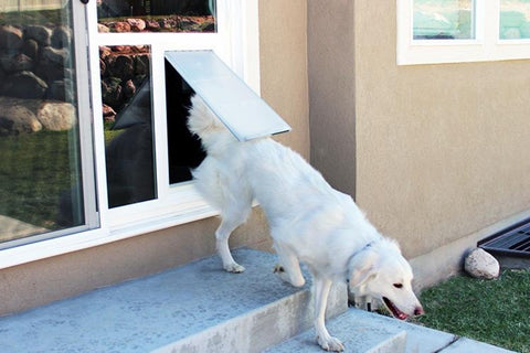 dog using double pane dog door for slider