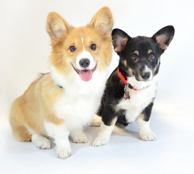 two corgie puppies