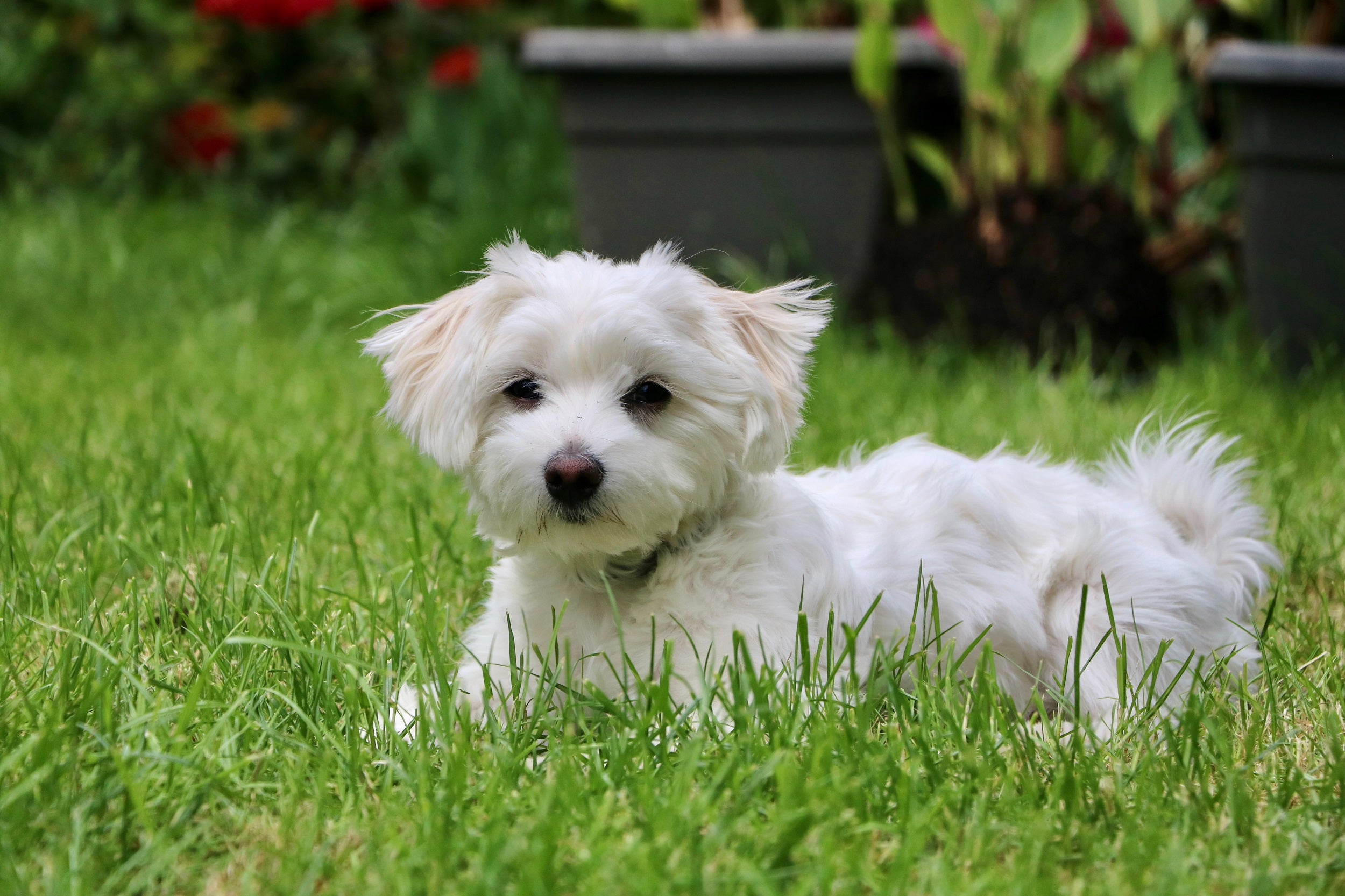 maltese in grass