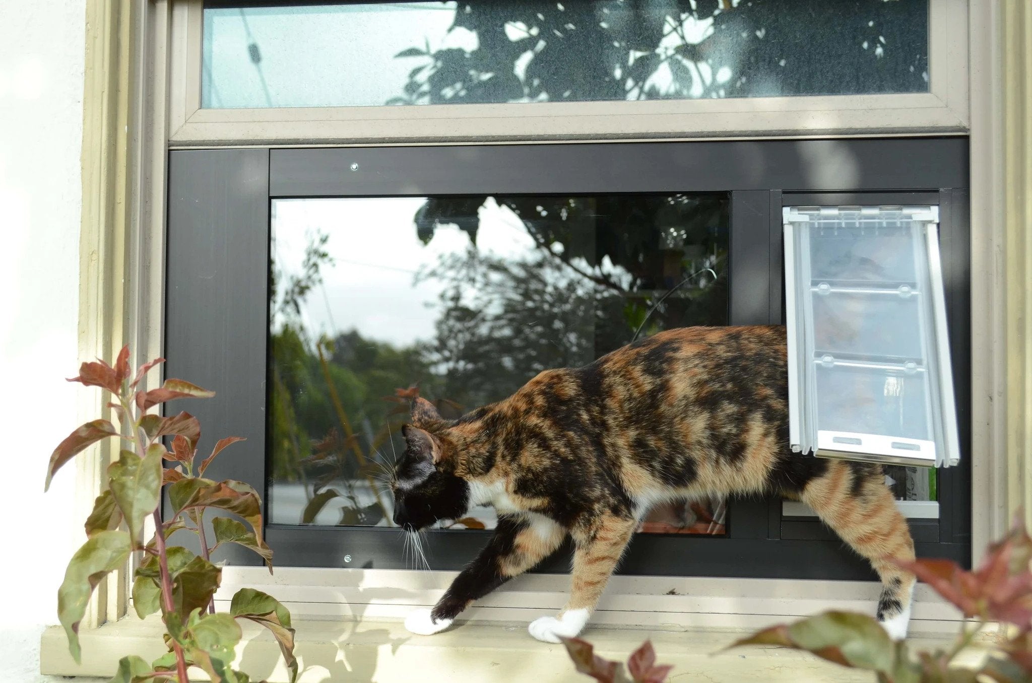 cat using the Endura Flap Cat Door for Sash Windows Pet Door Insert