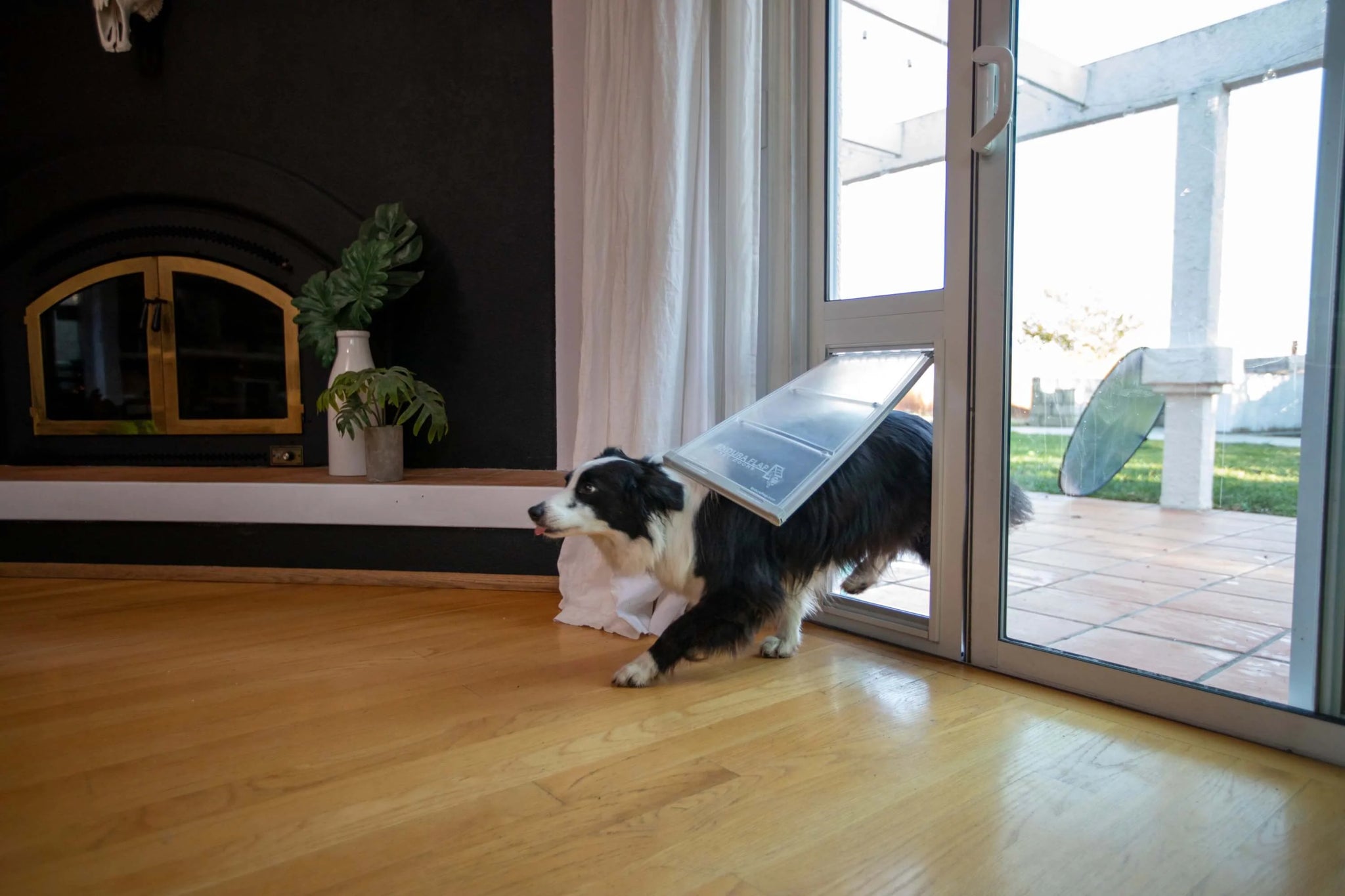 border collie entering home through the thermo panel pet door