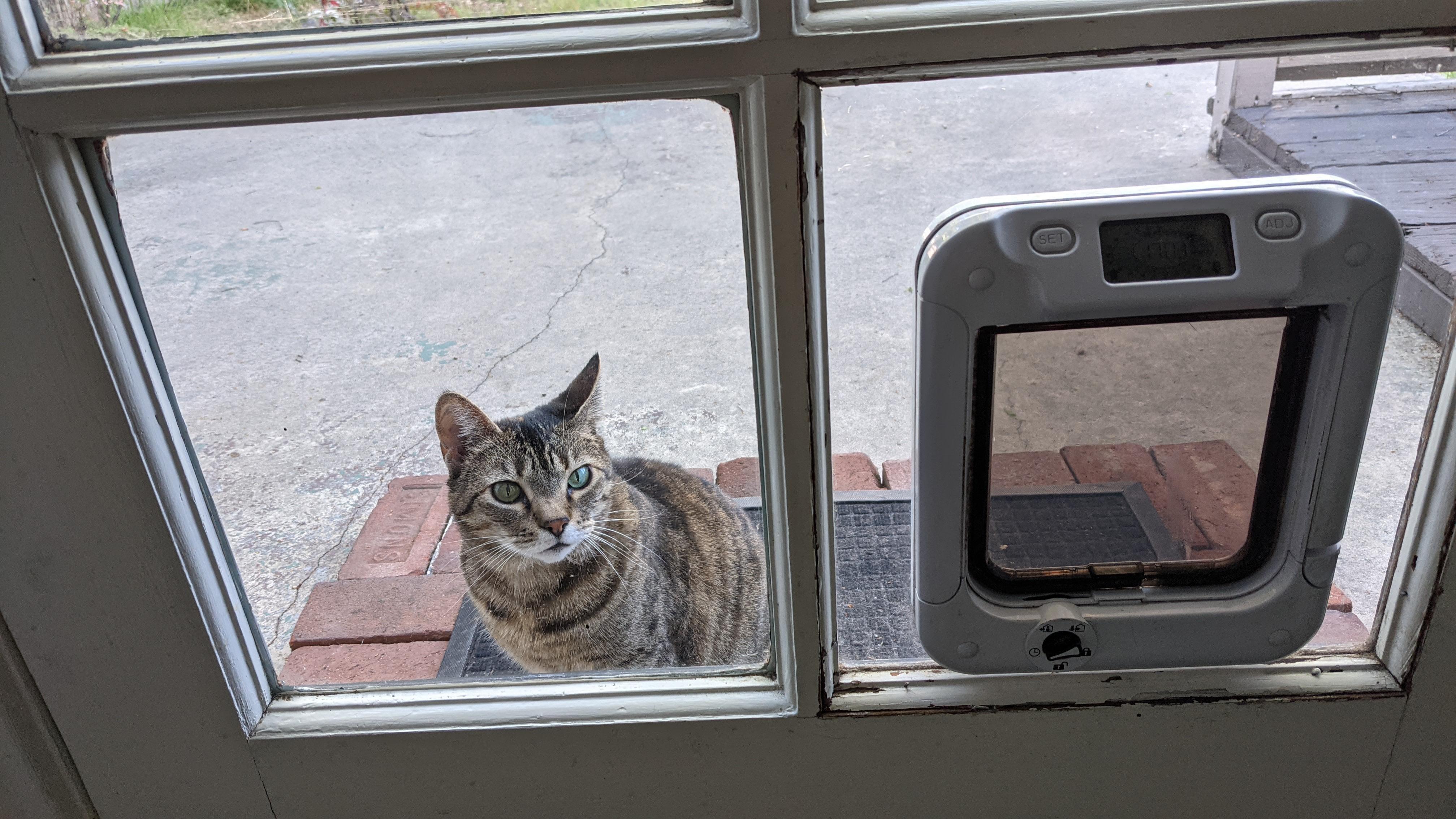 cat standing by pet door in window