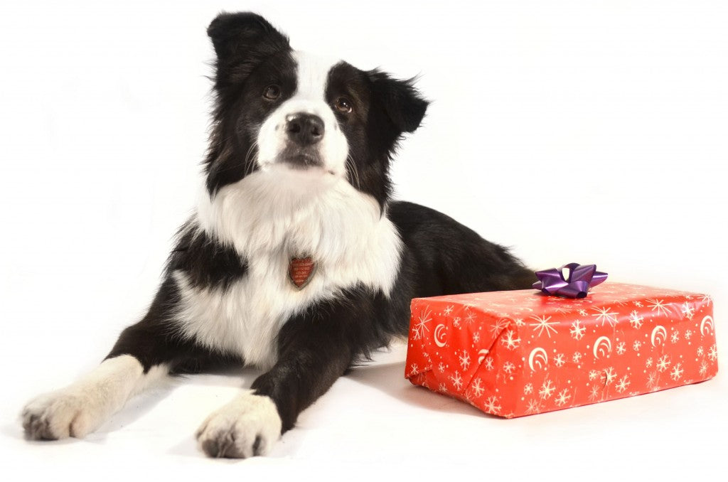 dog with christmas present