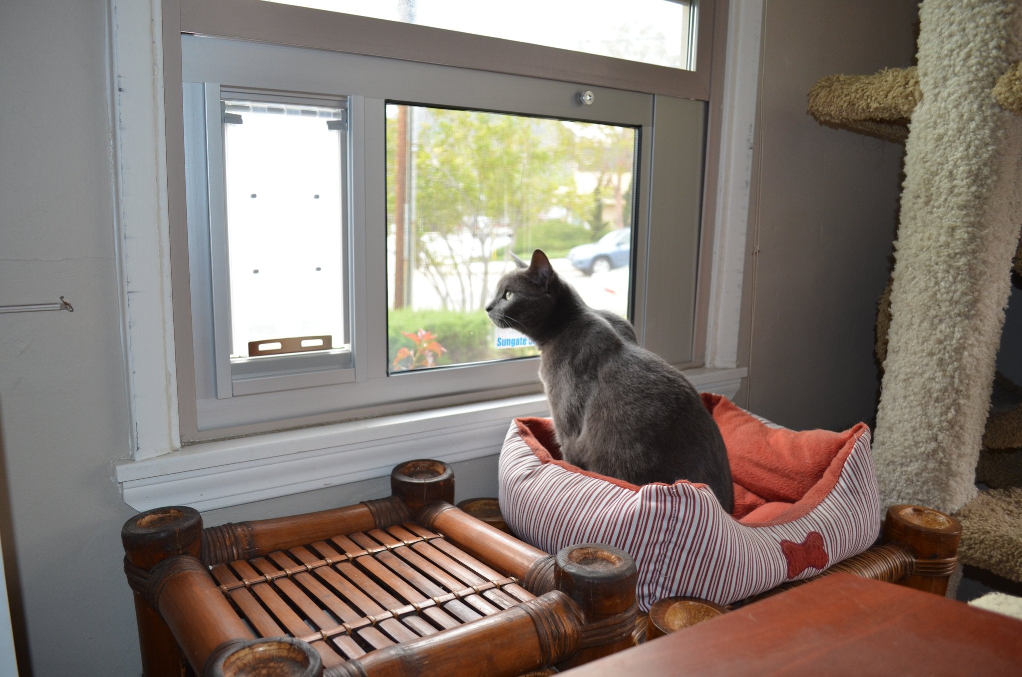 cat standing by endura flap sash window pet door insert