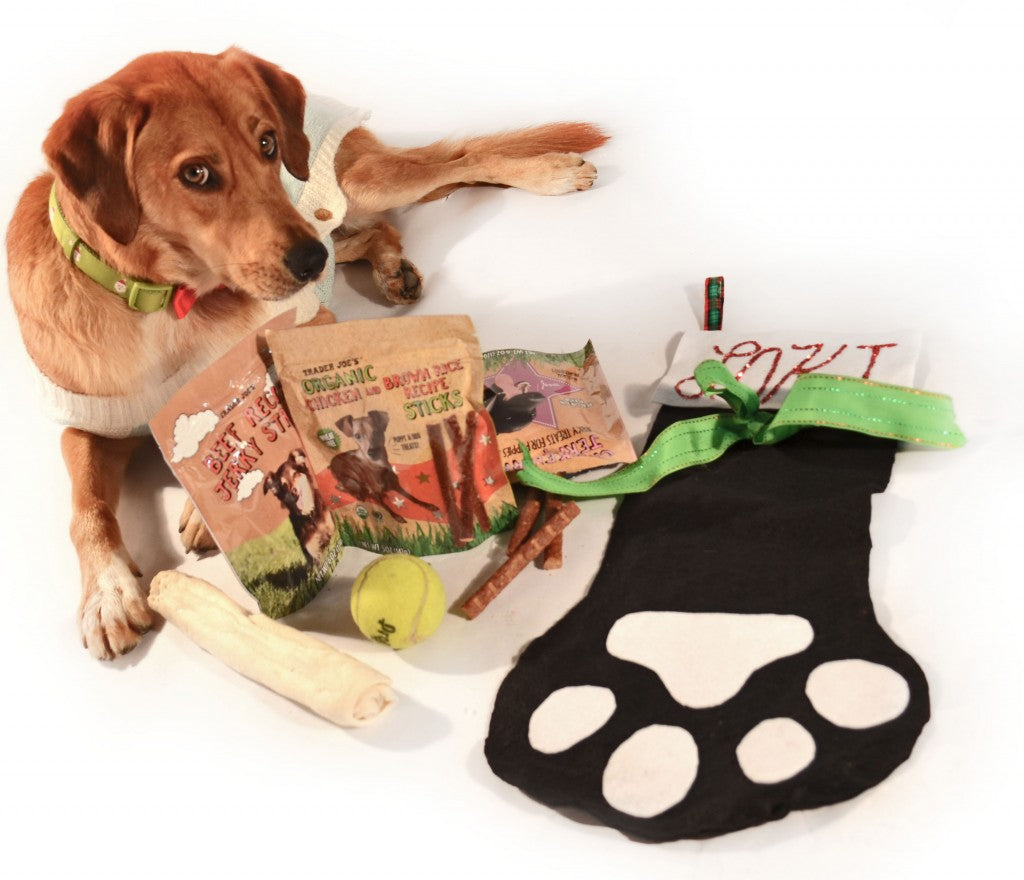 dog surrounded by christmas stocking with presents