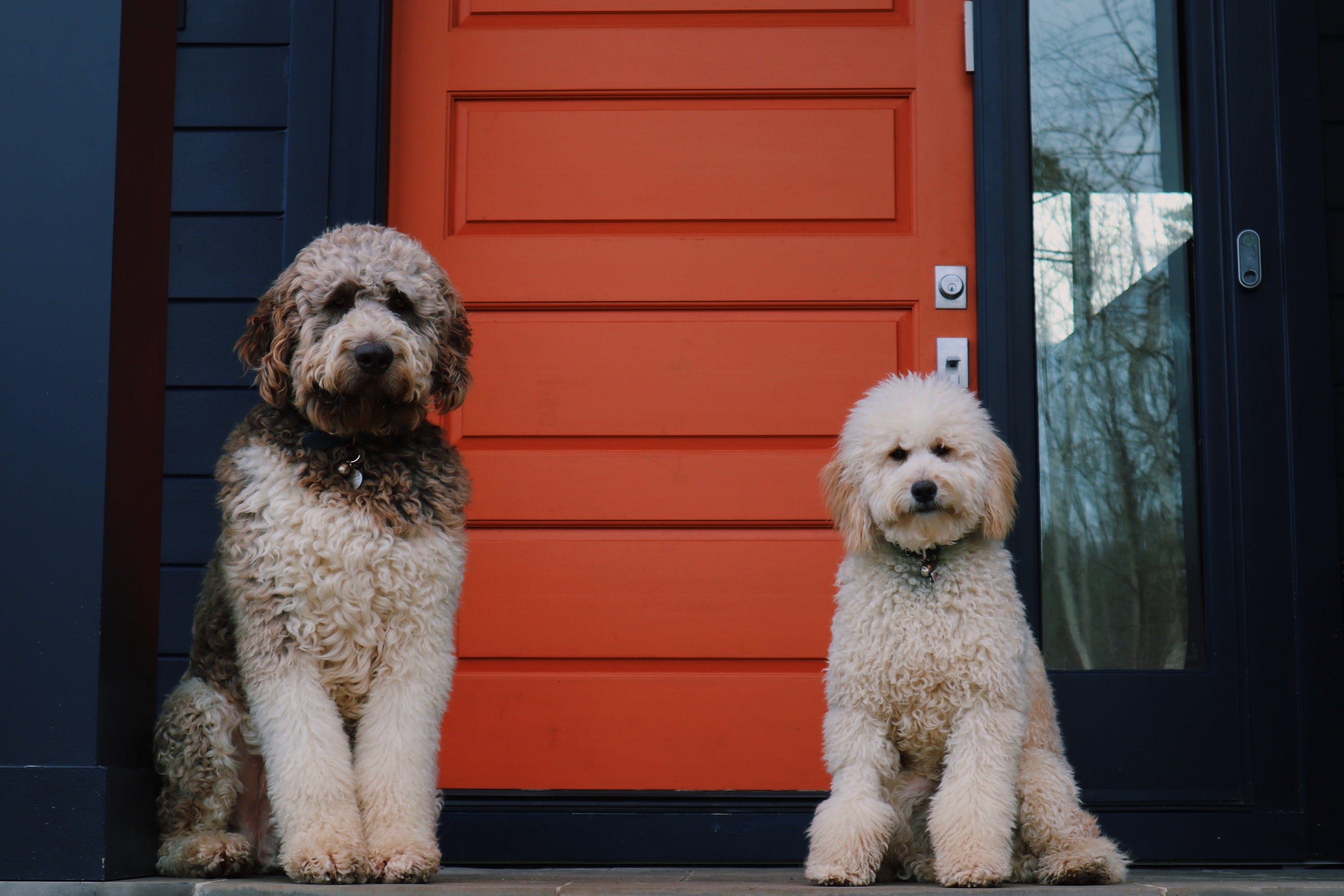 two dogs sitting before door