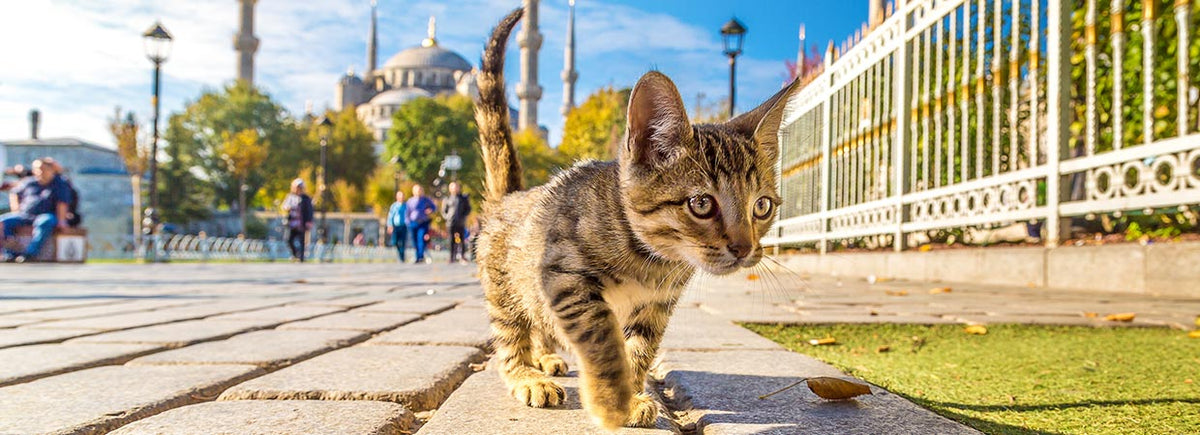 Turkish Cat Names 1200x630 ?v=1622825153