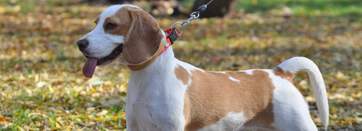 beagle intelligence