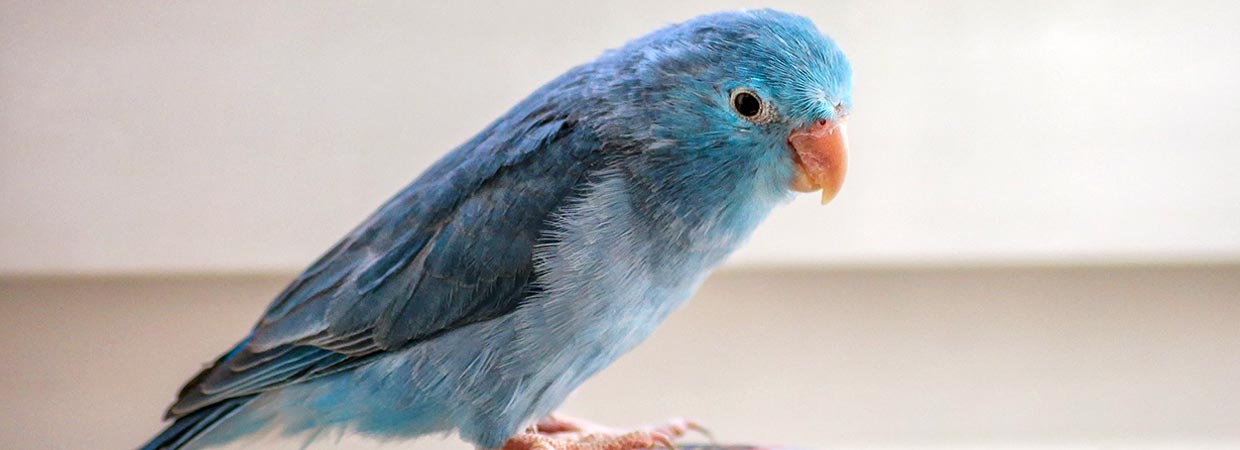Blue Bird Names