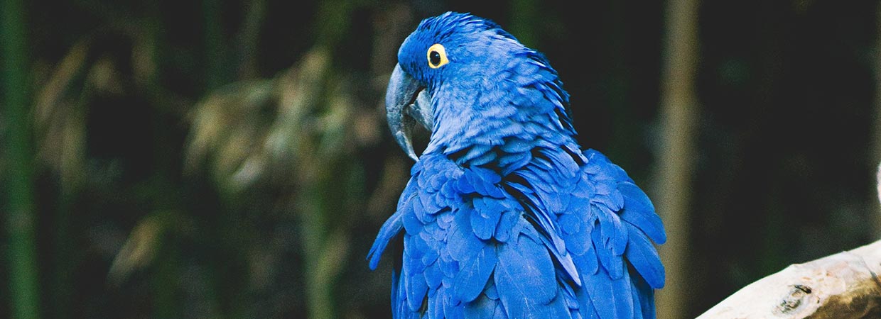 Blue Parrot Names