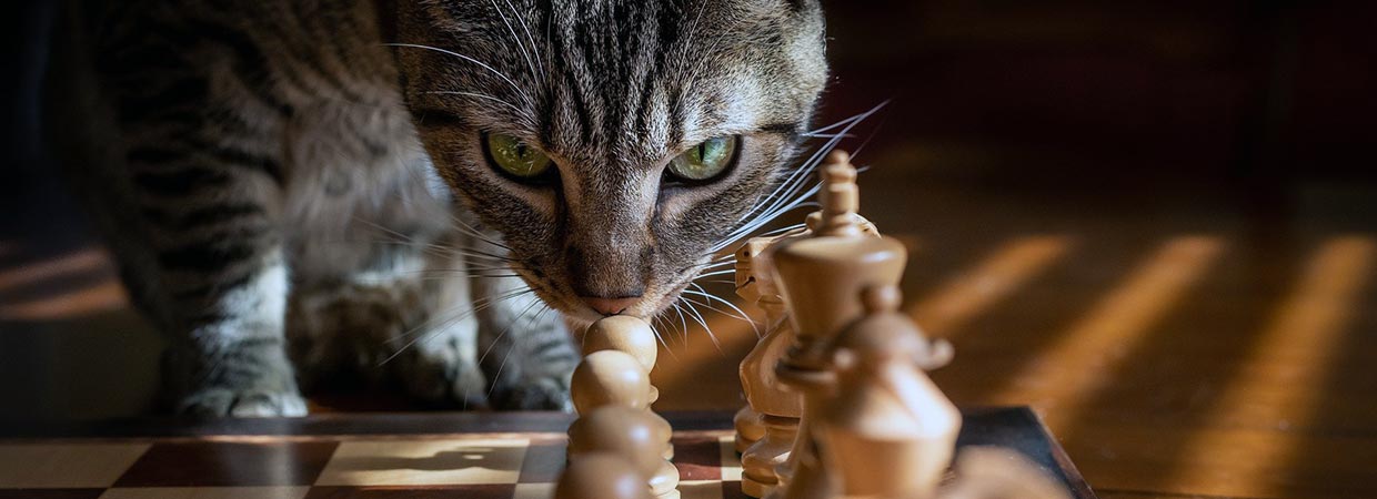 Cat Playing Chess