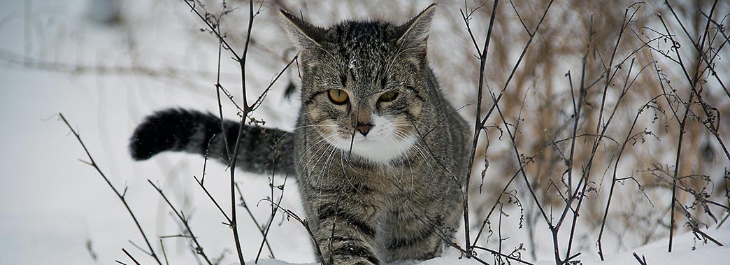 Cat Walking In The Snow