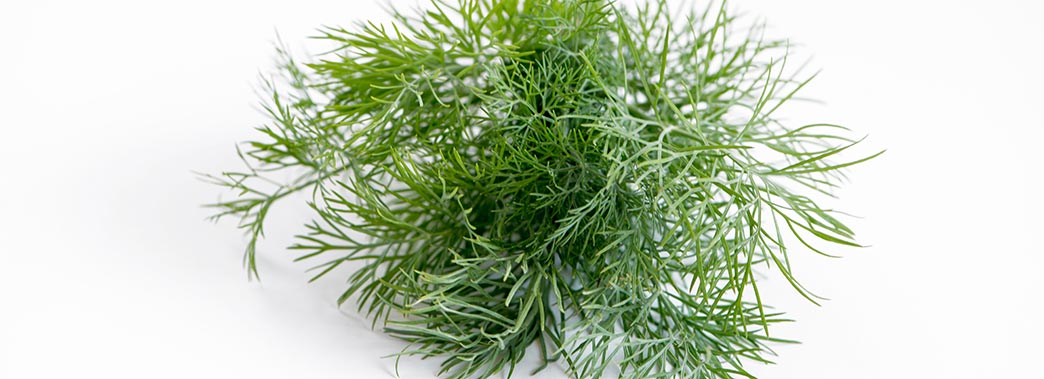 Dill Weed