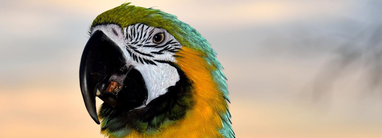 Cool Bird Names - Green And Yellow Macaw