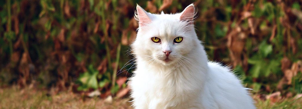 Pretty White Cat