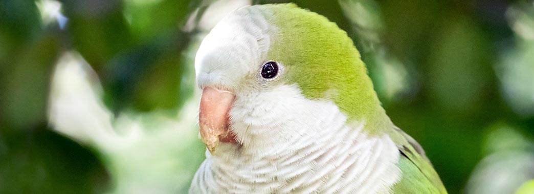 Quaker Parrot