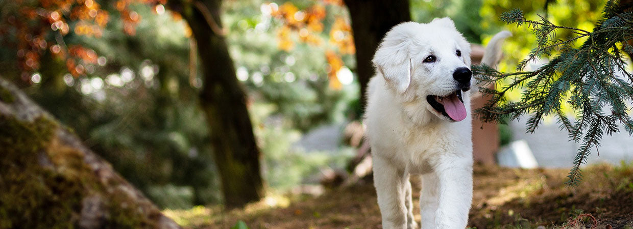 White Sheep Dog