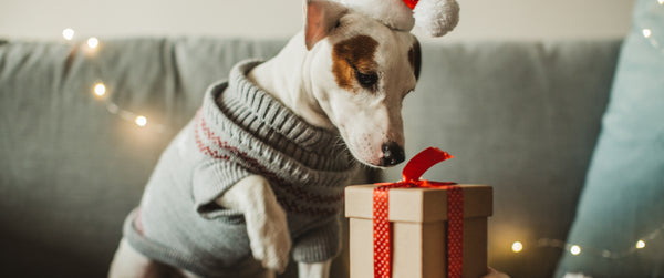 A dog opening a present during Christmas holiday