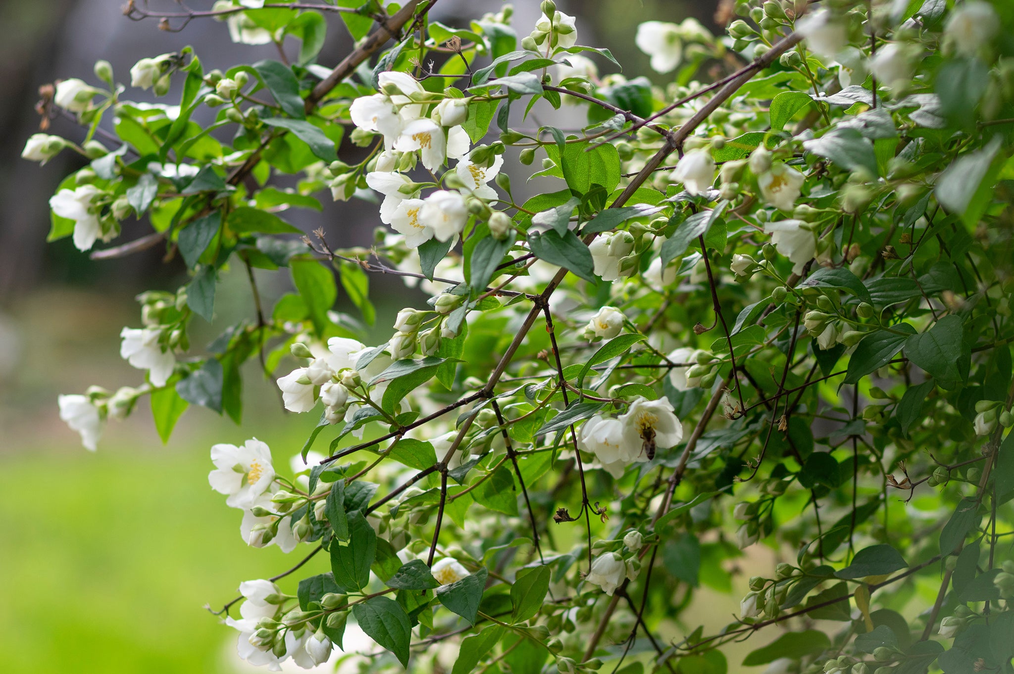 Image of jasmine flowers. 